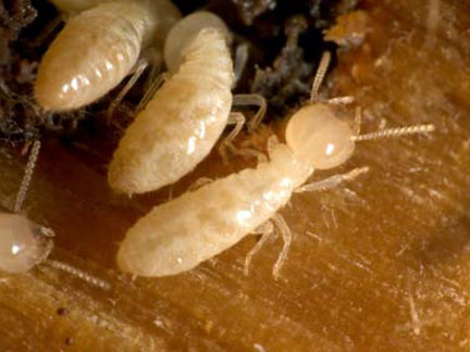 termites